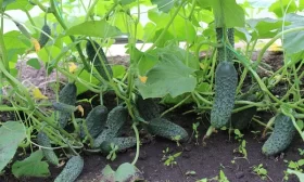 лук Семейный хоровод