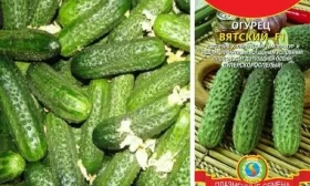 огурцы Вятский