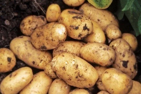 редис Ледяная сосулька