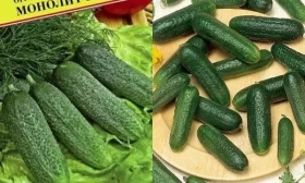 огурцы Скороспел