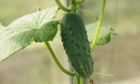 салат Московский парниковый