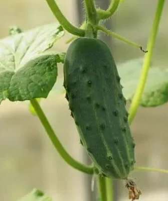 салат Московский парниковый