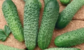 редис Мечта Алисы