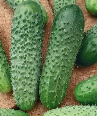 Мечта Алисы