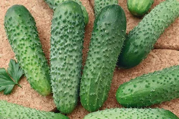 редис Мечта Алисы