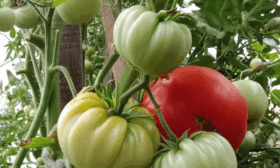 капуста Мишутка