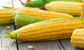 редис-микрозелень Санго