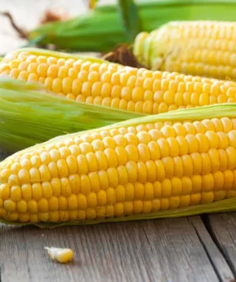 редис-микрозелень Санго