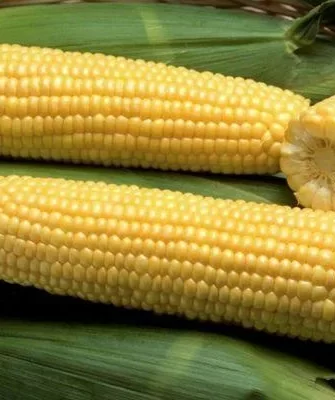 кукуруза Трофи