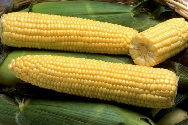 кукуруза Трофи