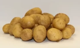 картофель Елизавета