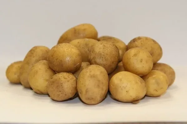 выращивание Диска