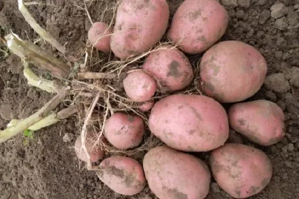 Огурец Мастер: профессиональный гибрид F1