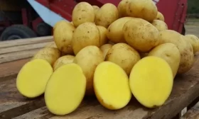 огурец Ежики