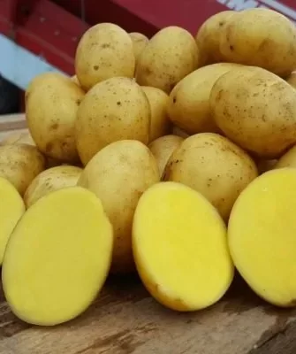 огурец Ежики