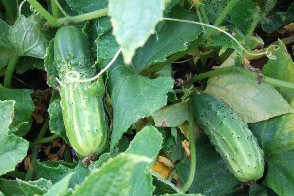 Мульчирование посадок репы