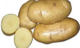 свекла Цыганка