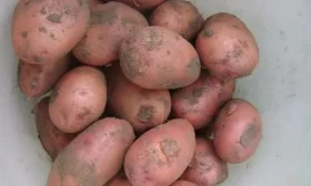 огурец Три танкиста