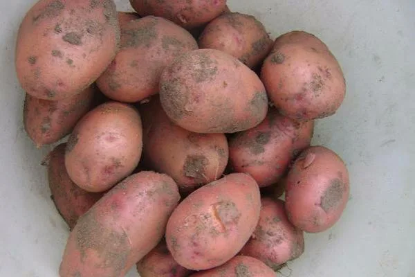 огурец Три танкиста