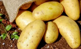 огурцы Ежик