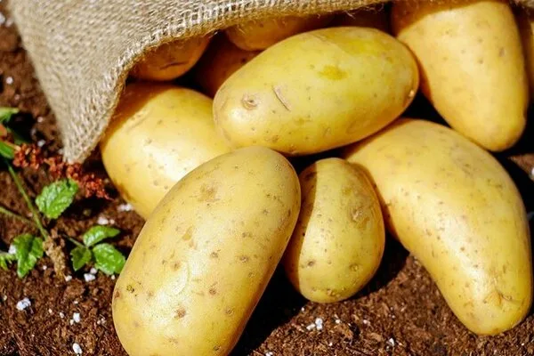 Огурец Ёжик: с колючими шипами