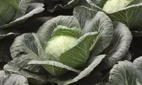 капуста Сахарная голова