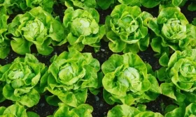 огурец Букет для мамы