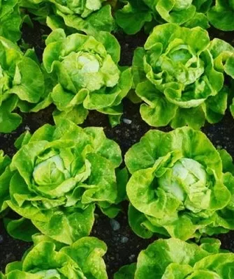 салат Крупнокочанный