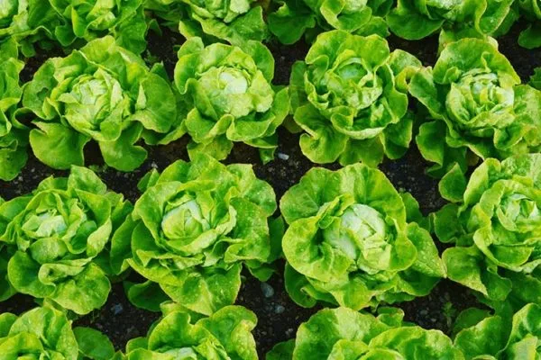 салат Крупнокочанный