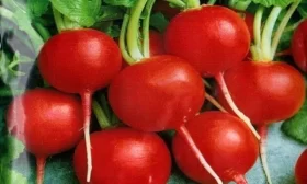 редис Сибирский гигант