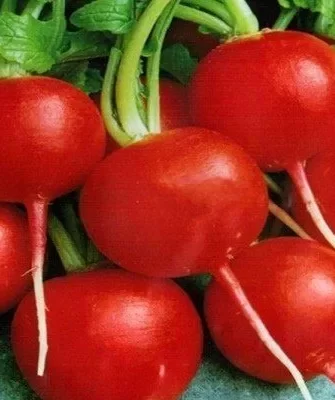 редис Сибирский гигант