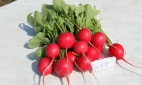 редис Диего