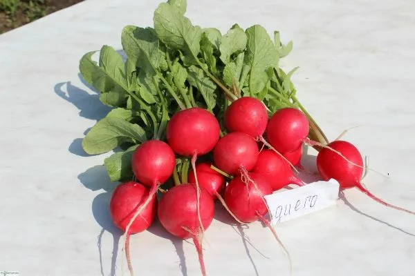 редис Диего