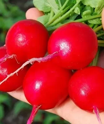 редис Денис