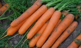 морковь сорта Соломон