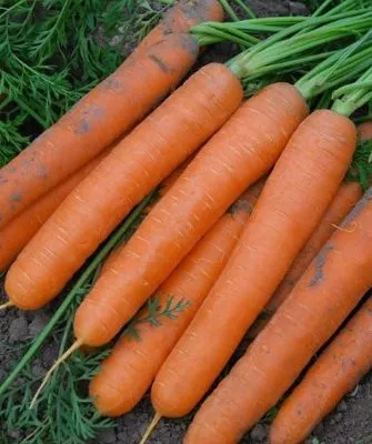 морковь сорта Соломон