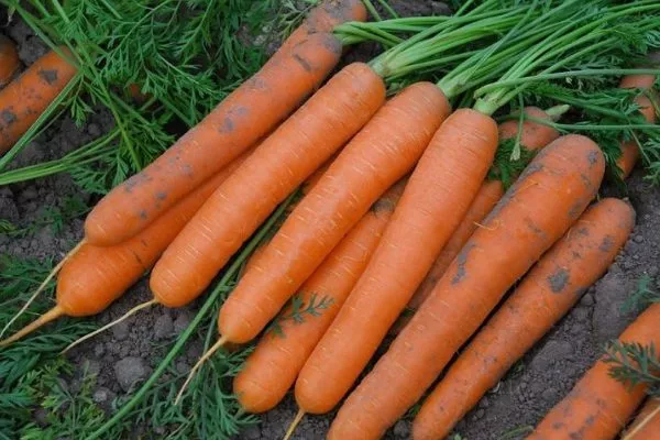 морковь сорта Соломон