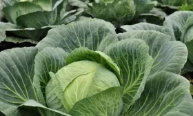 капуста Валентина