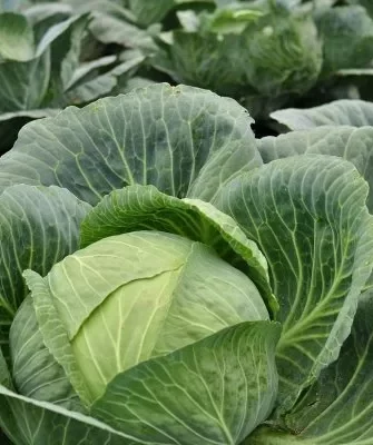 капуста Валентина