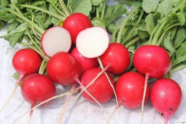 редис Всесезонный