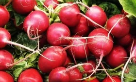 редис Рудольф