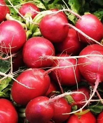 редис Рудольф