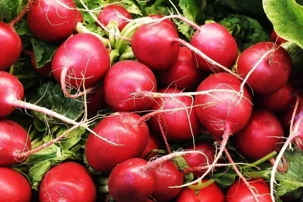 редис Рудольф