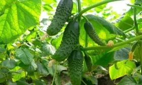 Посадка персика Бархатный