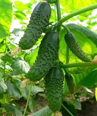 огурцы Наша Маша