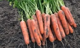 морковь Нантская красная