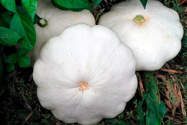 патиссон Чебурашка