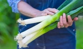 лук Победитель