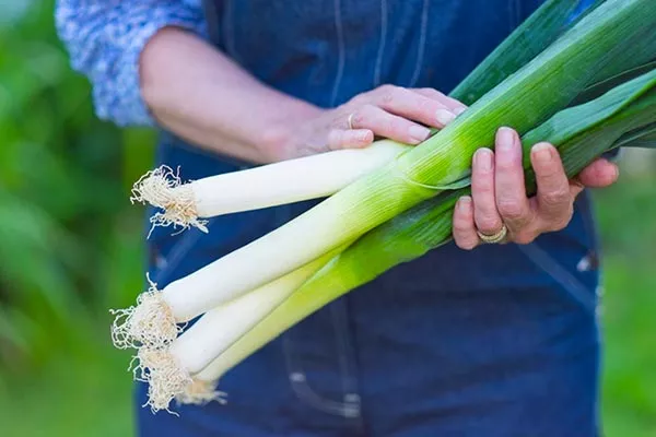 лук Победитель