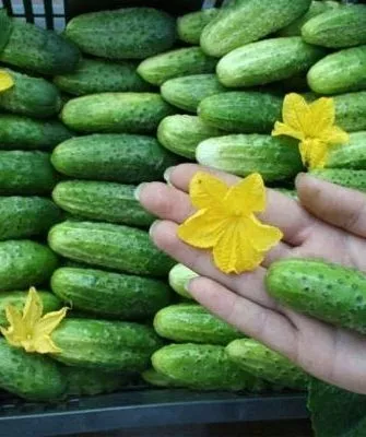 огурец Мал-мала-меньше